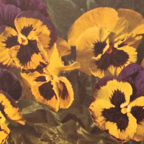 Happy Poshing! - Picture 11 of 16